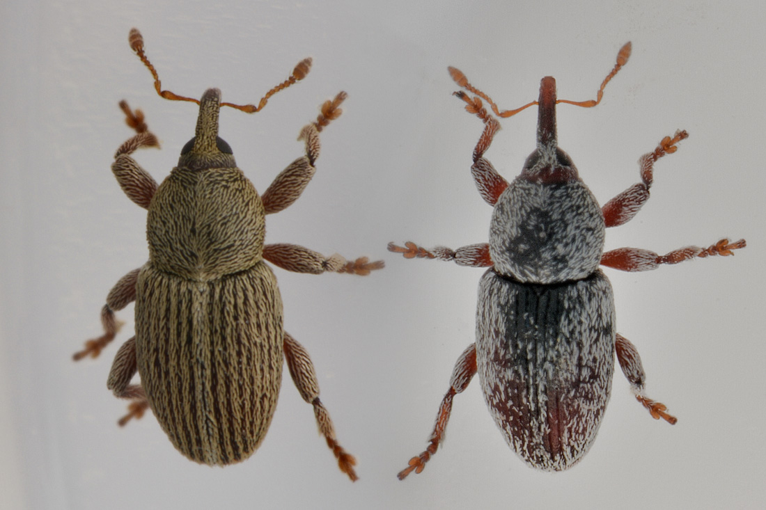 Curculionidae: Tychius aureolus? No, Tychius stephensi, maschio